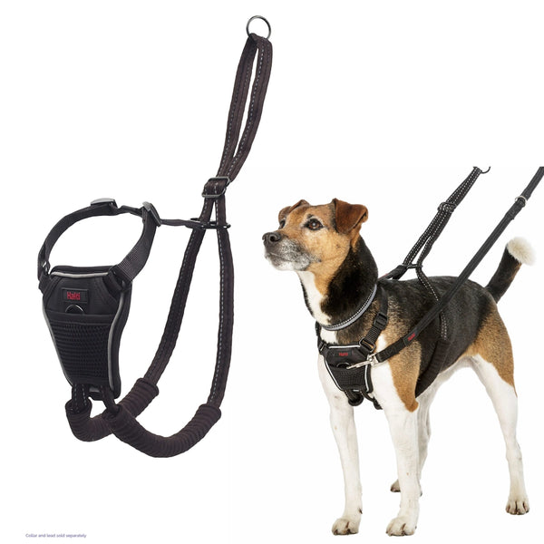Harnais Halti anti-traction pour chien