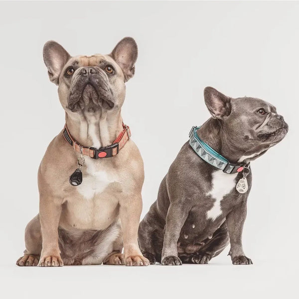 Dispositif à ultrasons contre les puces et les tiques pour animaux