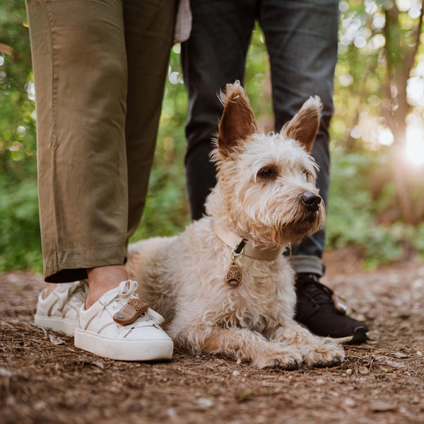 Dispositif à ultrasons EcoPet contre les puces et les tiques pour animaux