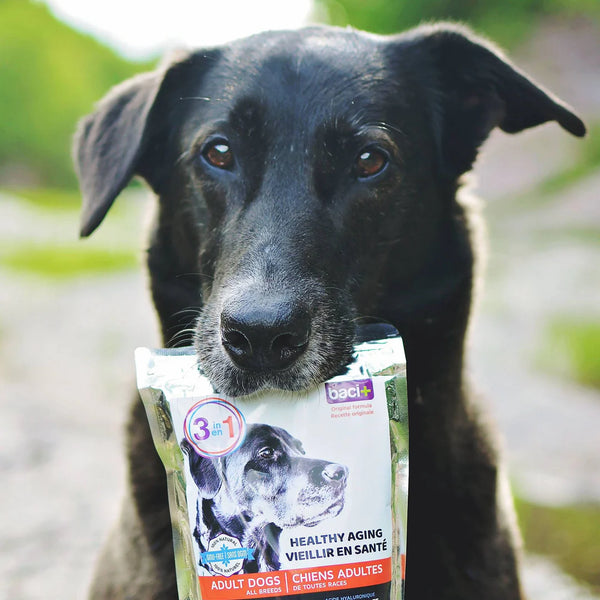 Solution 3 en 1 pour chien