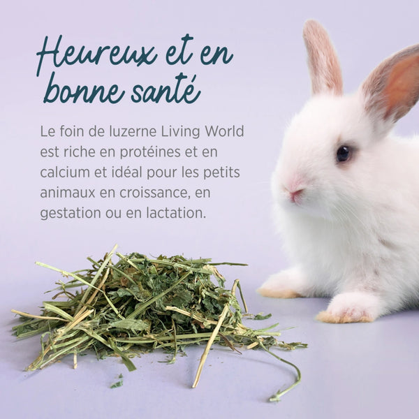 Foin pour petits animaux Fléole des prés, 560 g (20 oz)