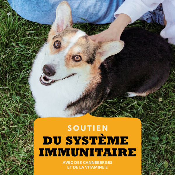 Gâteries pour chien Bouchées croquantes au poulet 113 g