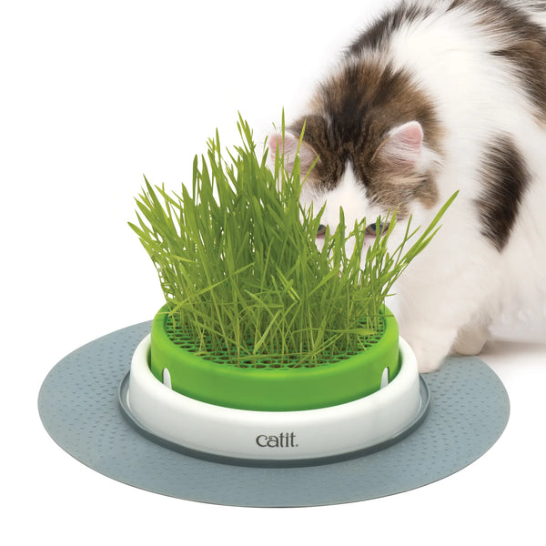 Jardinière d’herbe pour chats Catit Senses 2.0