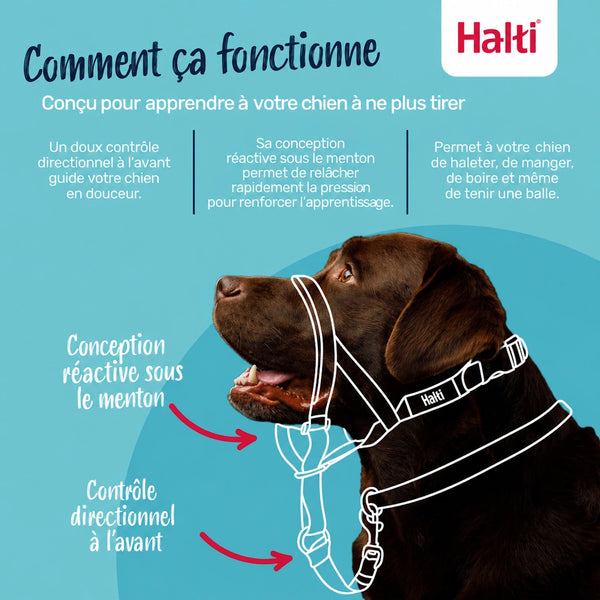 Licou Halti pour chien