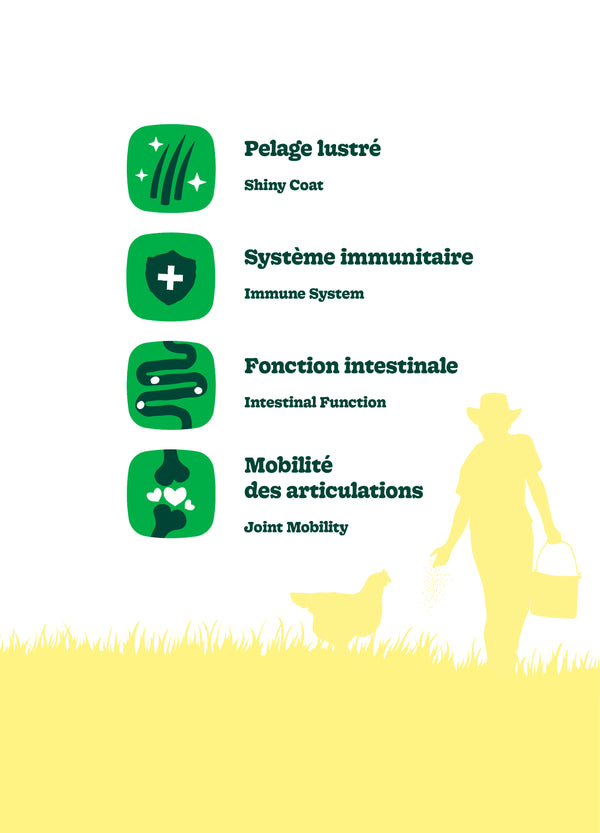 Nourriture pour chien adulte formule Original, grandes races - poulet avec avoine - Animatout