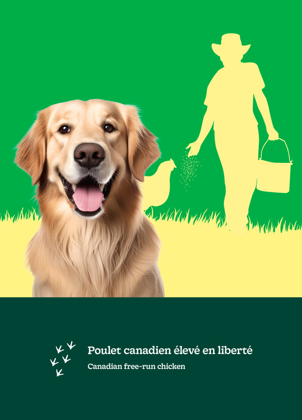 Nourriture pour chien adulte formule Original, grandes races - poulet avec avoine - Animatout