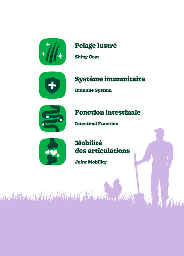 Nourriture pour chien adulte formule Original, toutes races - poulet avec avoine - Animatout