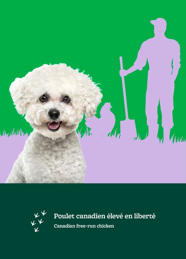 Nourriture pour chien adulte formule Original, toutes races - poulet avec avoine - Animatout