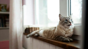 Pourquoi offrir une nourriture spécifique pour chat d’intérieur ?