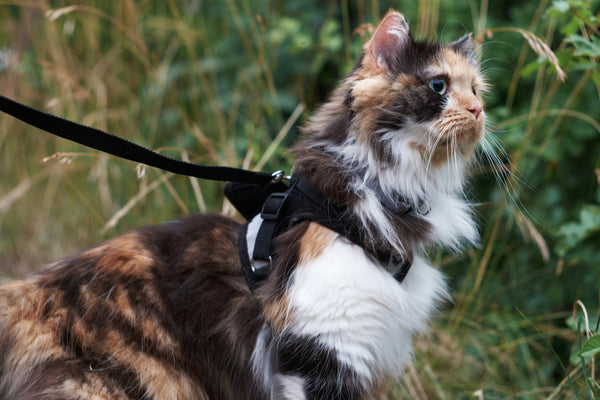 Sortir votre chat à l’extérieur en toute sécurité