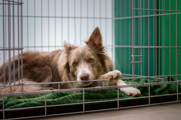 Quelle taille de cage choisir pour ton chien ?