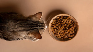 chat rejette nourriture que faire?