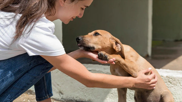 Adopter un animal de compagnie : un choix réfléchi et responsable