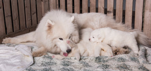 Quand et comment effectuer le sevrage alimentaire chez le chiot et le chaton
