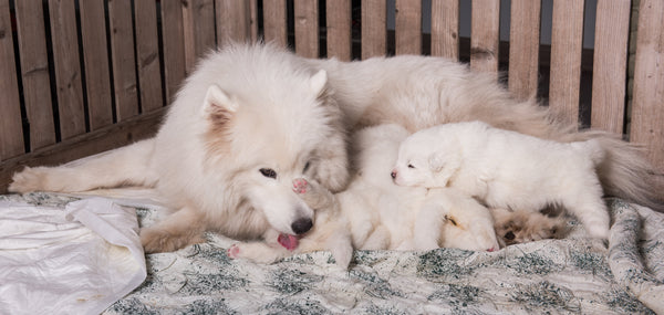 Quand et comment effectuer le sevrage alimentaire chez le chiot et le chaton