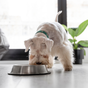 Accessoires d'alimentation pour chiens