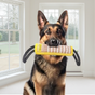 Outils d'entrainement pour chiens