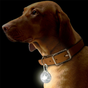 Accessoires de marches pour chiens