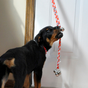 Articles pour la propreté pour chiens