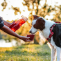 Bouteilles et bols de voyages pour chiens