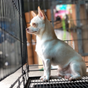 Cages et enclos pour chiens