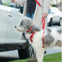 Colliers, laisses et harnais pour chiens