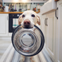 Nourritures pour chiens