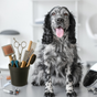 Produits toilettage pour chien