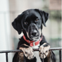 Colliers pour chiens