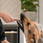 Os dentaires pour chiens