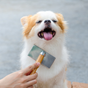 Entretien du poil pour chiens