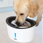 Abreuvoirs pour chiens