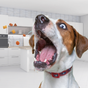 Gâteries pour chiens