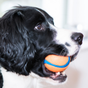 Balles et ballons pour chiens