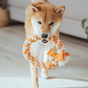 Cordes pour chiens