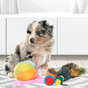 Jouets pour chiens