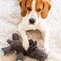 Toutous pour chiens