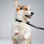 Laisses pour chiens