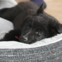 Lits et coussins pour chiens