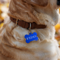 Médailles pour chiens