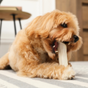 Os naturels pour chiens