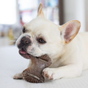 Os de Nylon pour chiens