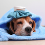 Premiers soins pour chiens