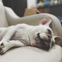 Produits calmants pour chiens