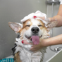 Shampooings et brumisateurs pour chiens