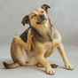 Produits antiparasitaires pour chiens