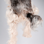 Soins des articulations pour chiens