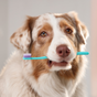 Soins buccaux pour chiens