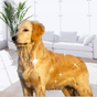 Soins de la peau et pelage pour chiens