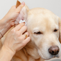 Soins des yeux et des oreilles pour chiens